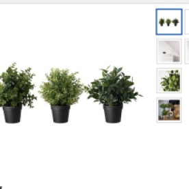 These are the three different types of plants that are $3.99 at Ikea you can not purchase them online either so you have to go to the nearest store to purchase.